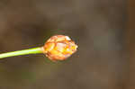 Bog yelloweyed grass